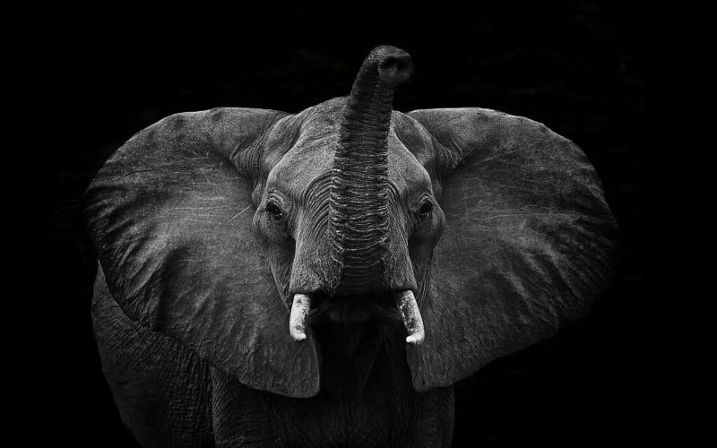 Stop Ivory